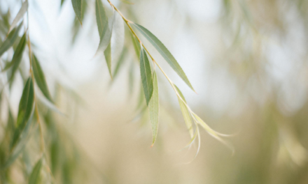 Les ventouses chez l’enfant : une approche douce inspirée de la médecine chinoise