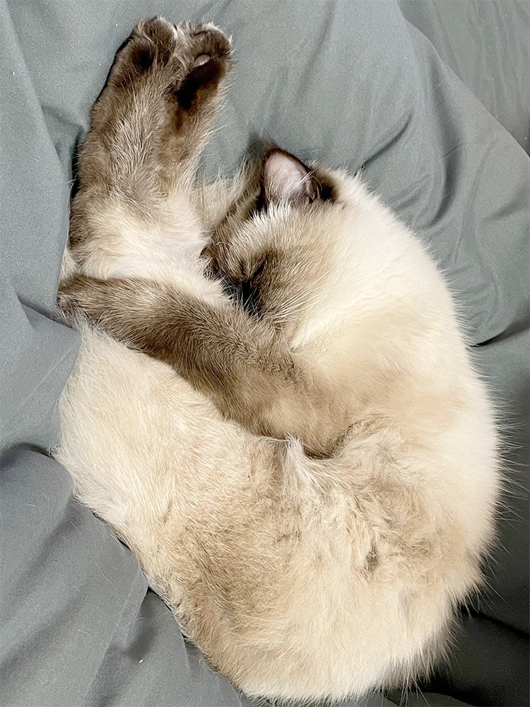 Chat endormi illustrant le repos et le relâchement du corps pendant le sommeil